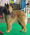 n°107 Estia Bell des loups de la tiarde 5511